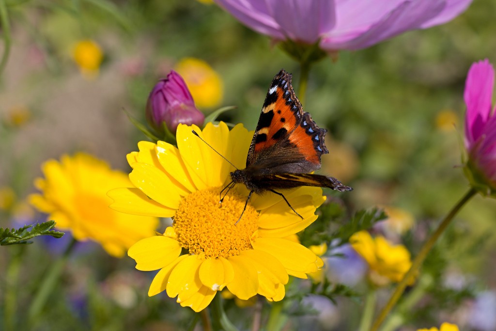akkerranden akkerrand bloem bloemen flora hdr polder gewas landbouw biodiversiteit landschap cannabis wiet marihuana hasj hennep